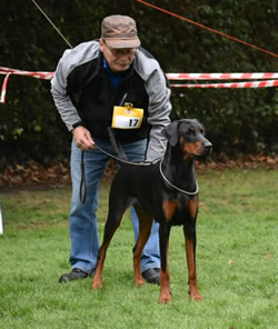 Dobergaarden Forever Felice