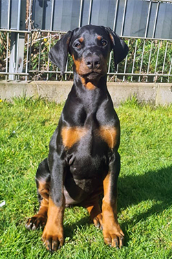 Donatella Dea
vom Drakensthal