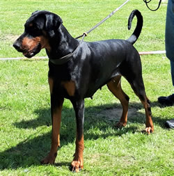 Dobergaarden Forever Felice