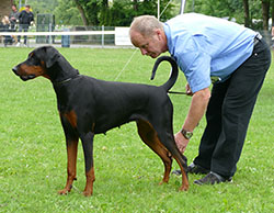 Dobergaarden Forever Felice